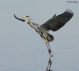 Heron ballet